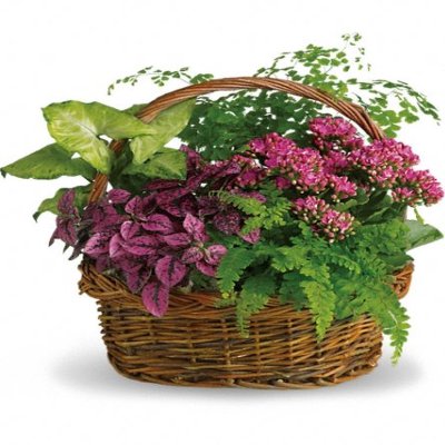 (image for) Secret Garden Basket Plants