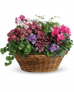 Simply Chic Mixed Plant Basket Simply Chic Mixed Plant Basket