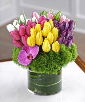 (image for) A Absolute Tulip Bouquet- 50 Tulips