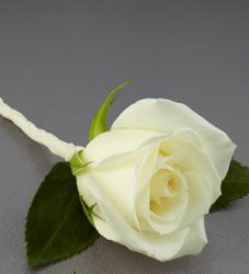 (image for) Strenght in My Love