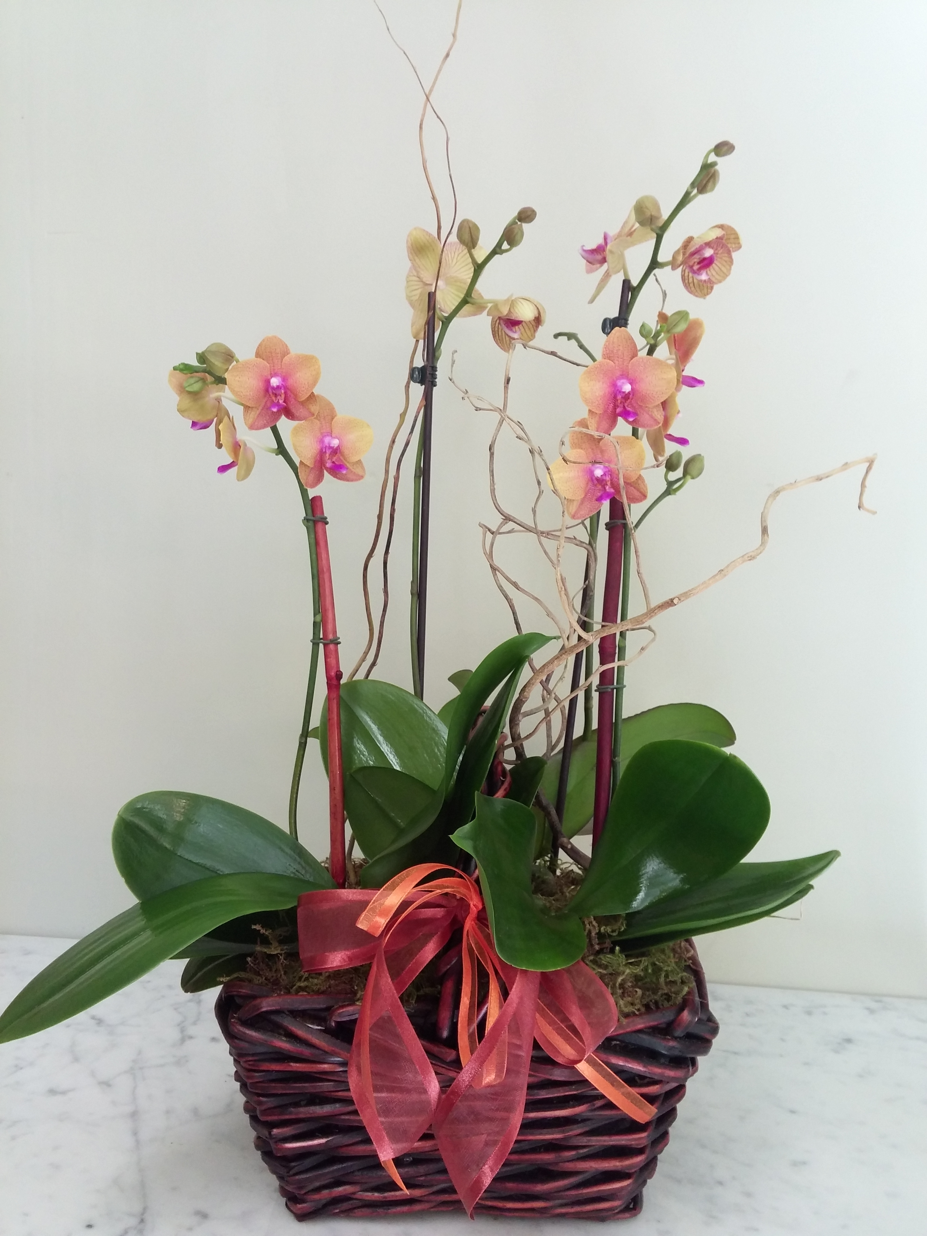 (image for) Orchid Frenzy Basket