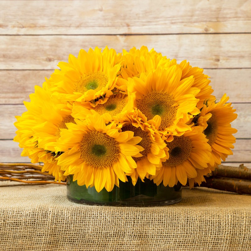 (image for) Here Come the Sunflowers