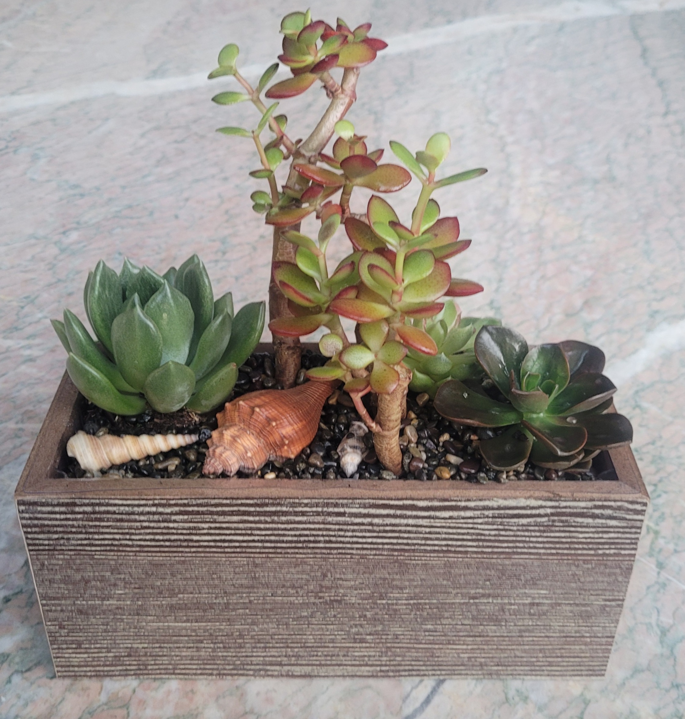 (image for) Window Box Succulent Plant