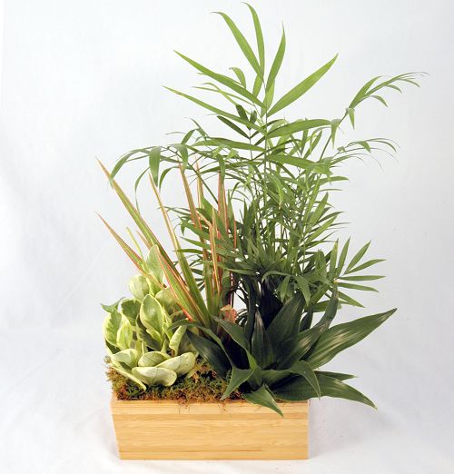 Zen Garden - Click Image to Close