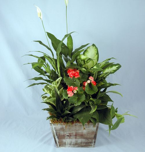 (image for) Filed Of Joy Planter