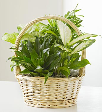 Classic Dish Garden