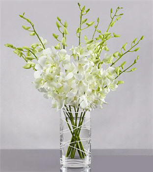 (image for) Distant Dreams Orchid Bouquet