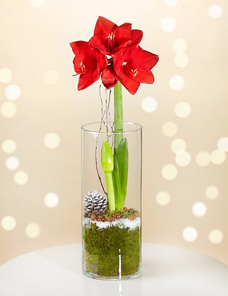 (image for) Holiday Amaryllis