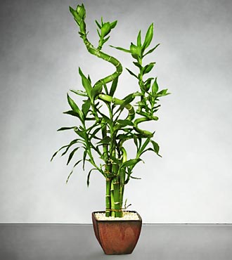 Lucky 7 Bamboo