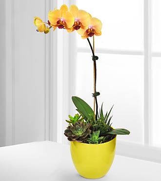 Flowering Flair Tropical Dish Garden