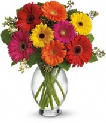 The Gerbera Brights Bouquet The Gerbera Brights Bouquet