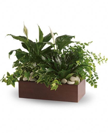 Peaceful Expressions Planter - Click Image to Close